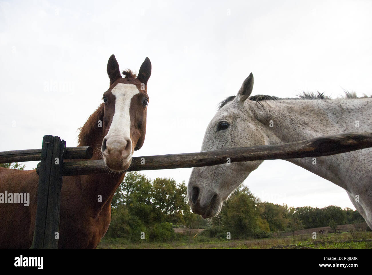 Un blanc et un cheval brun sur un jour de pluie d'hiver. Ciel blanc en arrière-plan. Banque D'Images