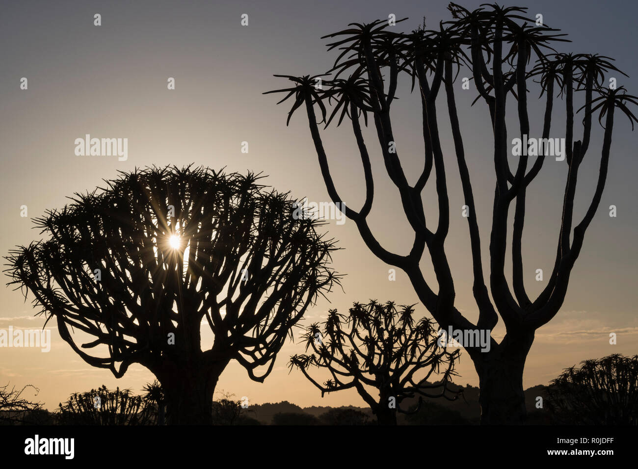 Arbres carquois au lever du soleil (kokerboom) (Aloidendron dichotomum, anciennement l'Aloe dichotoma), forêt Quiver Tree, Keetmanshoop, Namibie Banque D'Images