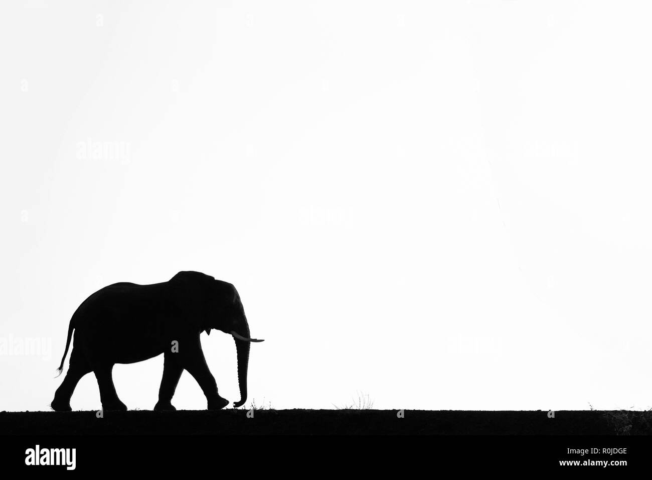 Elephant (Loxodonta africana) silhouette, Zimanga Private Game Reserve, KwaZulu-Natal, Afrique du Sud Banque D'Images