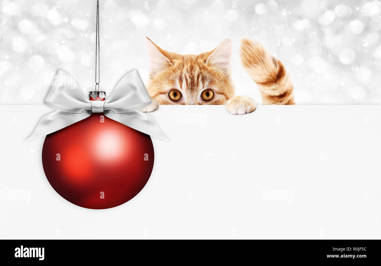 Carte-cadeau de noël chat de gingembre avec une boule rouge et silver ribbon bow, copier le modèle de l'espace Banque D'Images