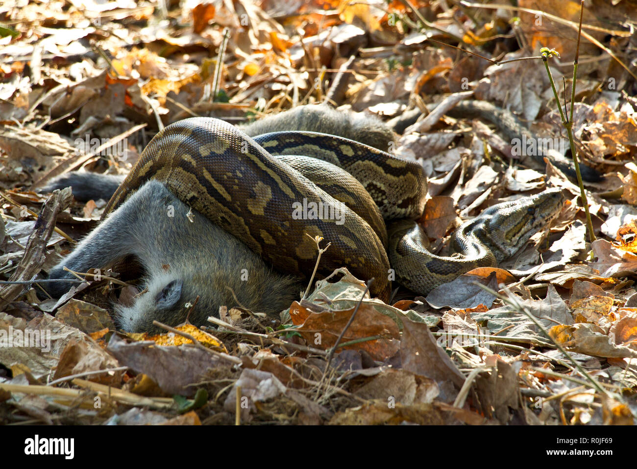 Un Rock Python avec ses proies qu'il a tué par constriction. Son crytpic à coloration cacher lui-même dans la litière de feuilles Banque D'Images