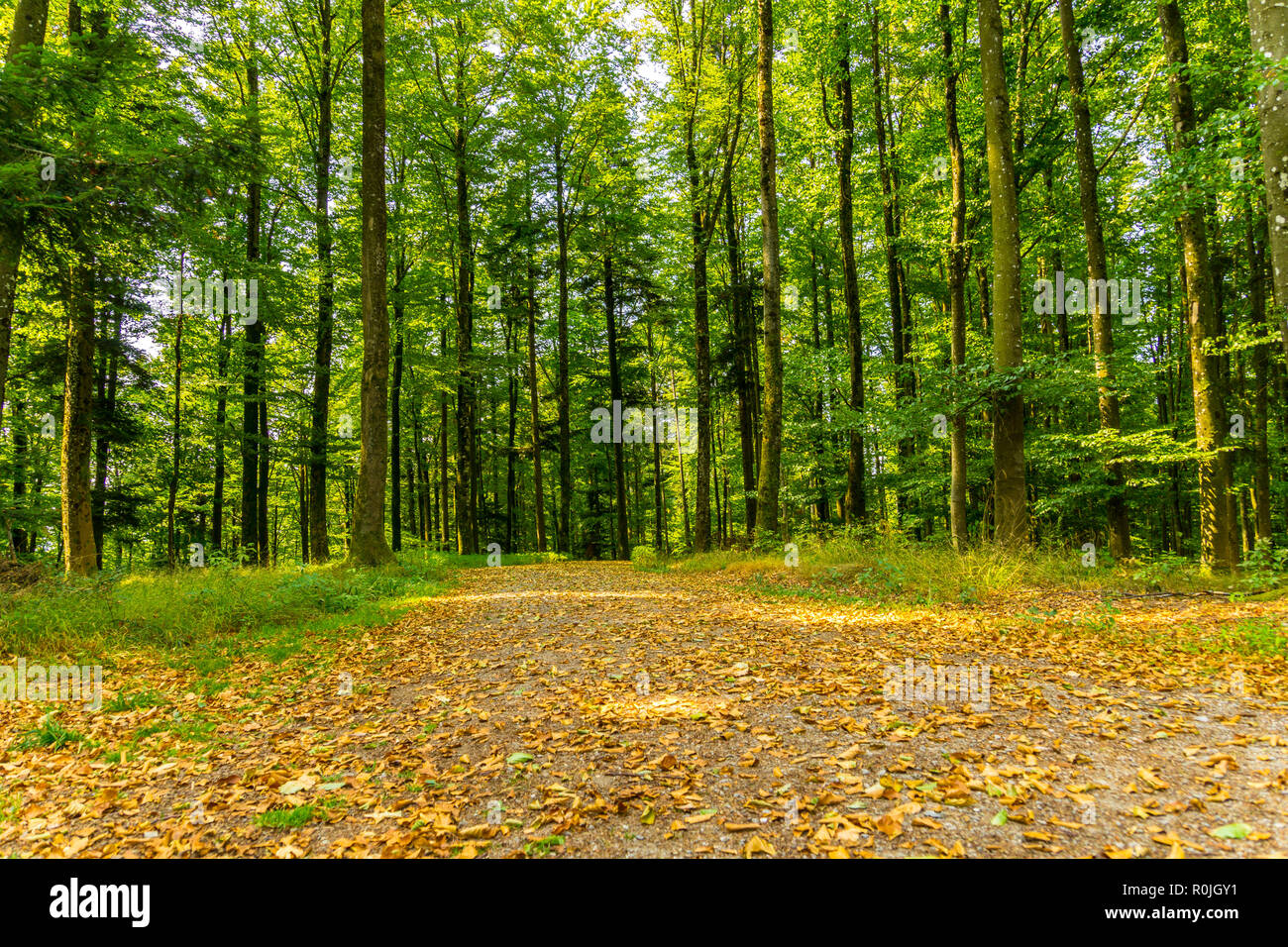 Sentier de randonnée par coveredy leafage brown à travers la forêt en automne lumière magique thicket Banque D'Images