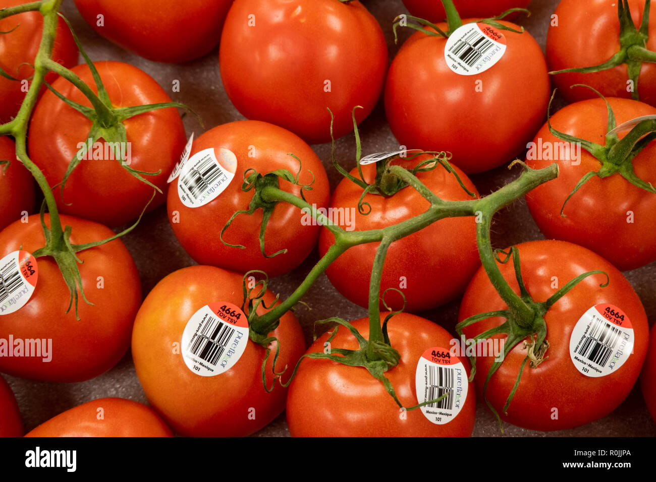 Une exposition de tomates fraîches sur la vigne dans une petite épicerie en spéculateur, NY USA Banque D'Images