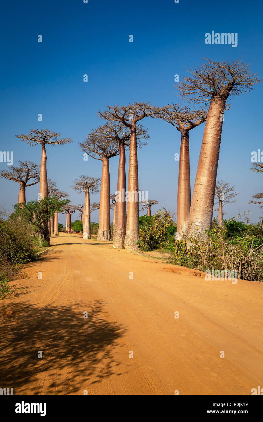 Énormes arbres le long de l'Avenue des baobabs, Morondava, Madagascar. Banque D'Images