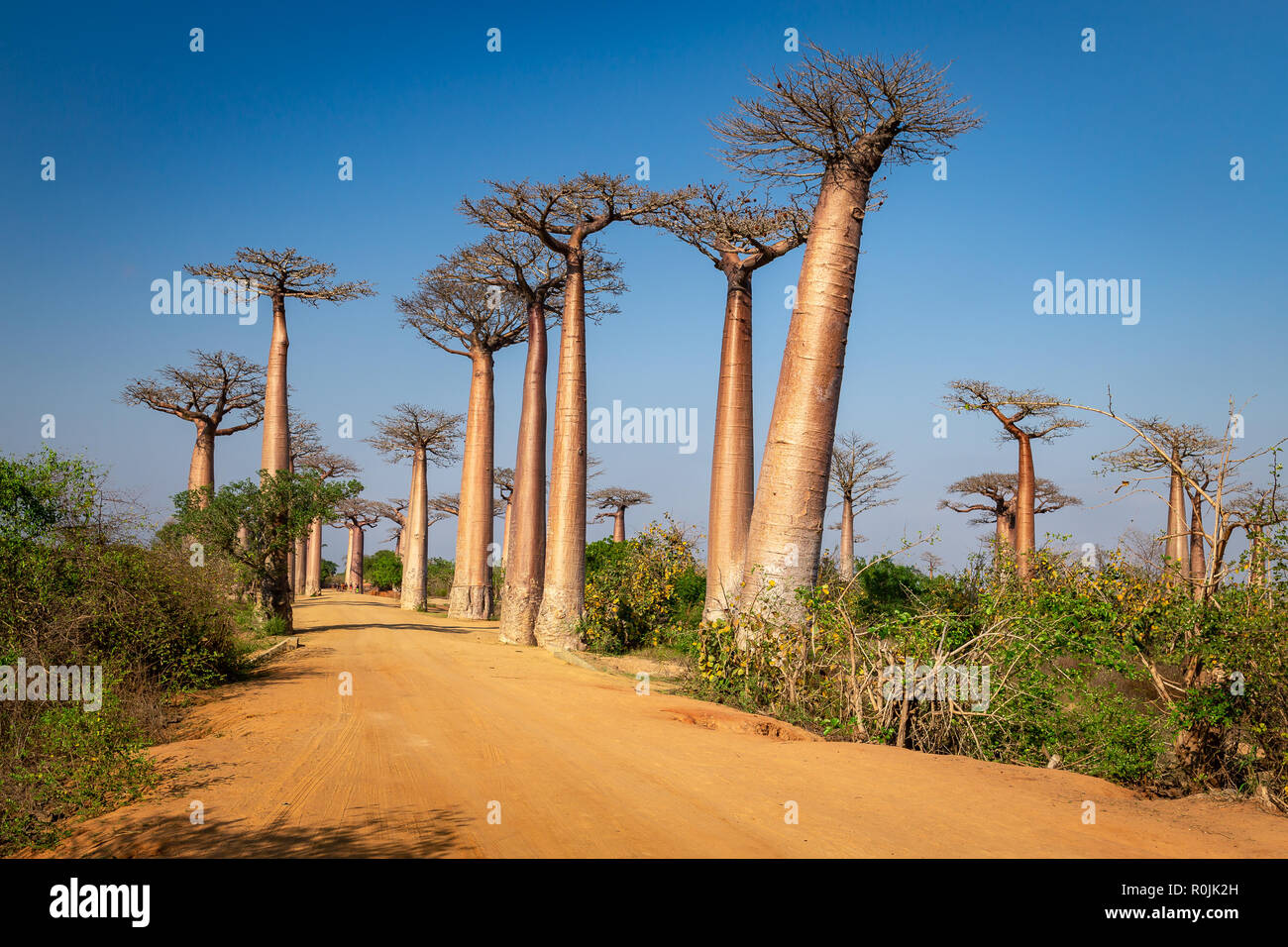 Énormes arbres le long de l'Avenue des baobabs, Morondava, Madagascar. Banque D'Images