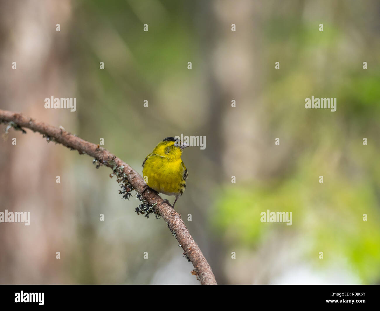 ( Carduelis spinus Siskin ) perché sur une branche d'arbre de pin Banque D'Images