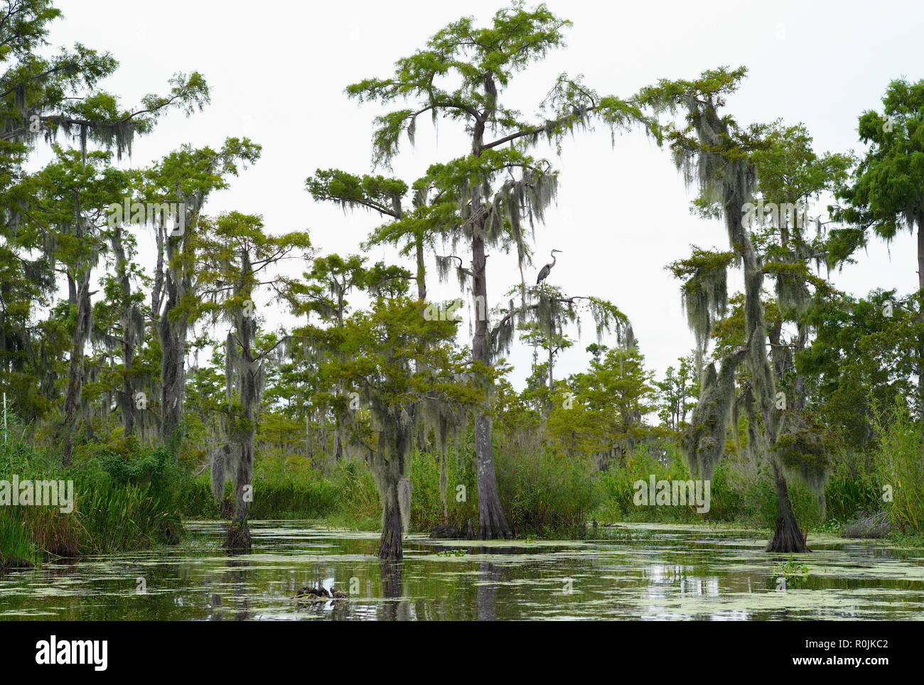 Cyprès couverts de mousse espagnole dans l'eau d'un Bayou en Louisiane Banque D'Images
