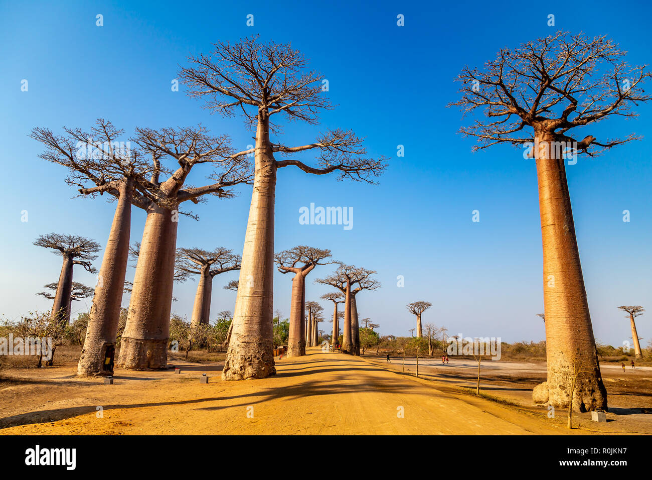 Énormes arbres le long de l'Avenue des baobabs, Morondava, Madagascar. Banque D'Images