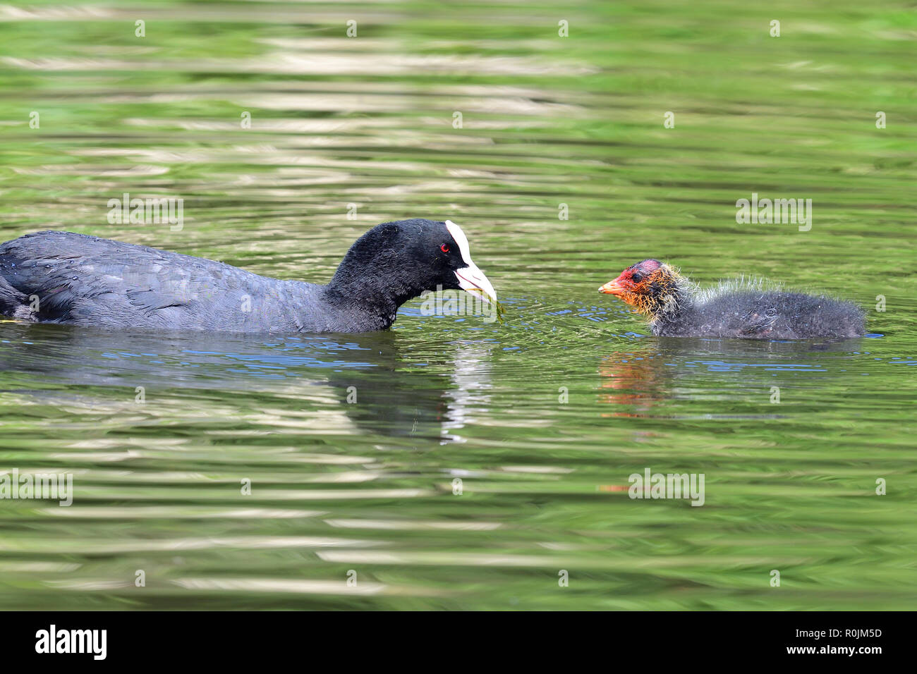 Gros Plan D Une Foulque Natation Dans L Eau Avec Un Bebe Foulque Photo Stock Alamy Gros Plan D Une Foulque Natation Dans L Eau Avec Un Bebe Foulque Photo Stock Alamy