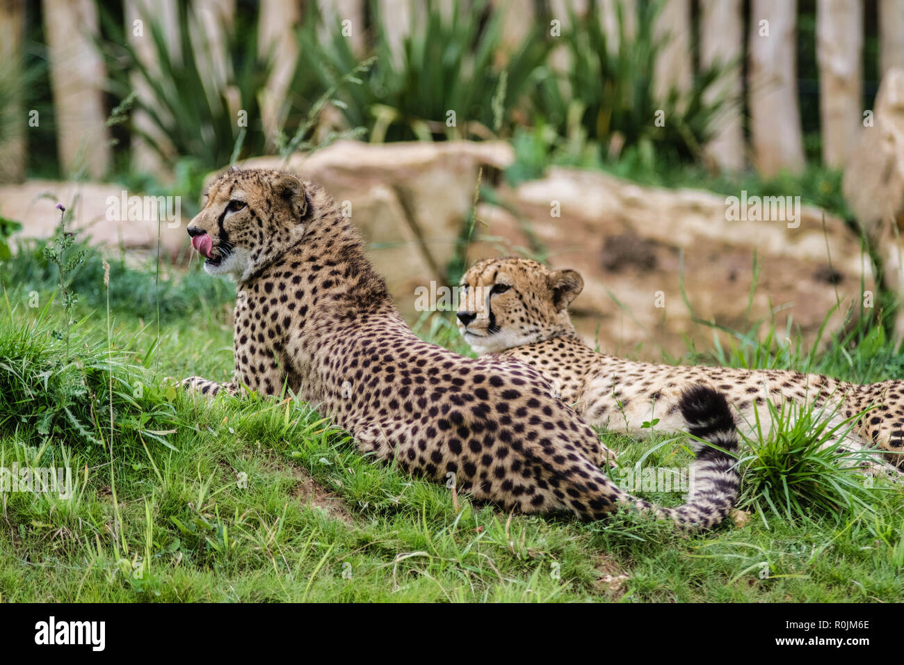 Le Guépard (Acinonyx jubatus ; /ˈTʃiːtə/) est un grand chat de la sous-famille des Felinae qui se produit en Amérique du Nord, en Afrique australe et orientale Banque D'Images