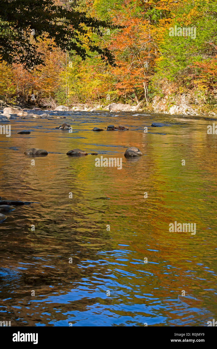 Petite Rivière en automne, Smoky Mountains National Park Banque D'Images