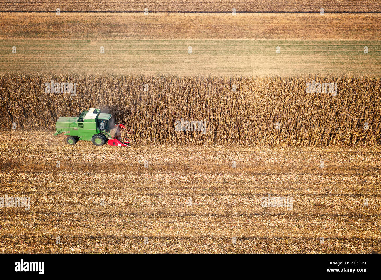 La récolte du champ de maïs avec la moissonneuse-batteuse au début de l'automne, vue aérienne Banque D'Images