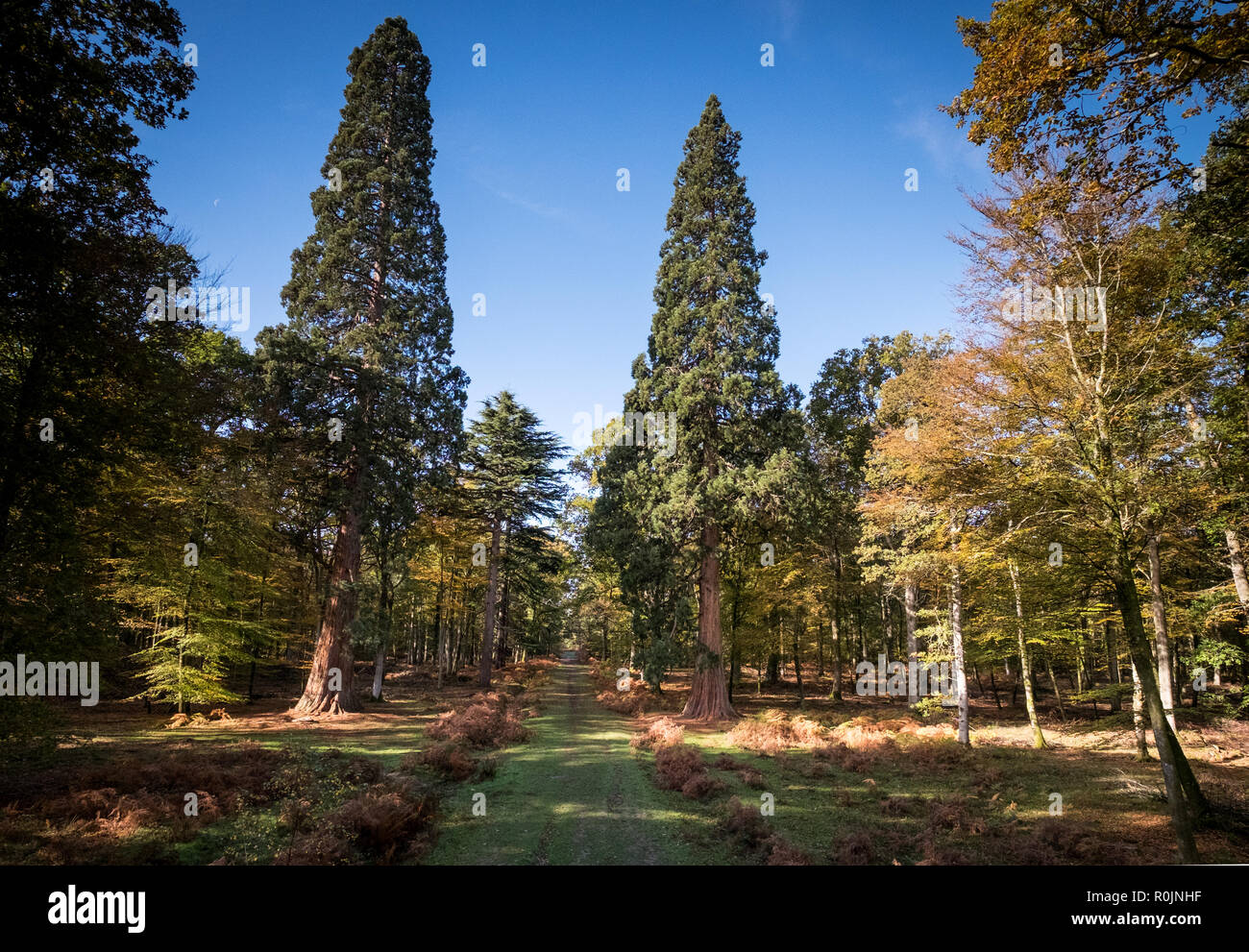 De grands arbres sentier au Rhinefield Ornamental Drive, New Forest, Hampshire Banque D'Images