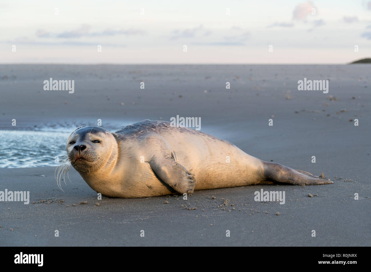 Jeune phoque à la plage de l'île hollandaise de Texel Photo Stock Alamy