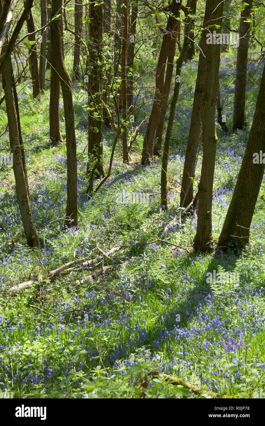 Jacinthes en fleur Etherow Country Park n printemps près de Marple Cheshire Angleterre Banque D'Images