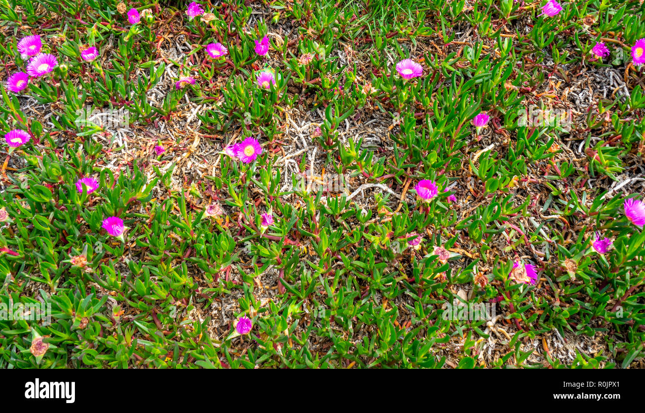 Potentilla Shrub Stock Photos Potentilla Shrub Stock Images