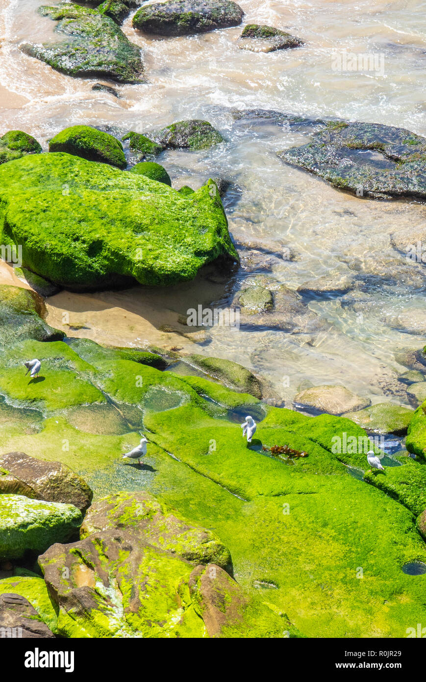 Mouettes sur des roches couvertes d'algues à l'extrémité sud de la plage de Bondi Sydney NSW Australie. Banque D'Images