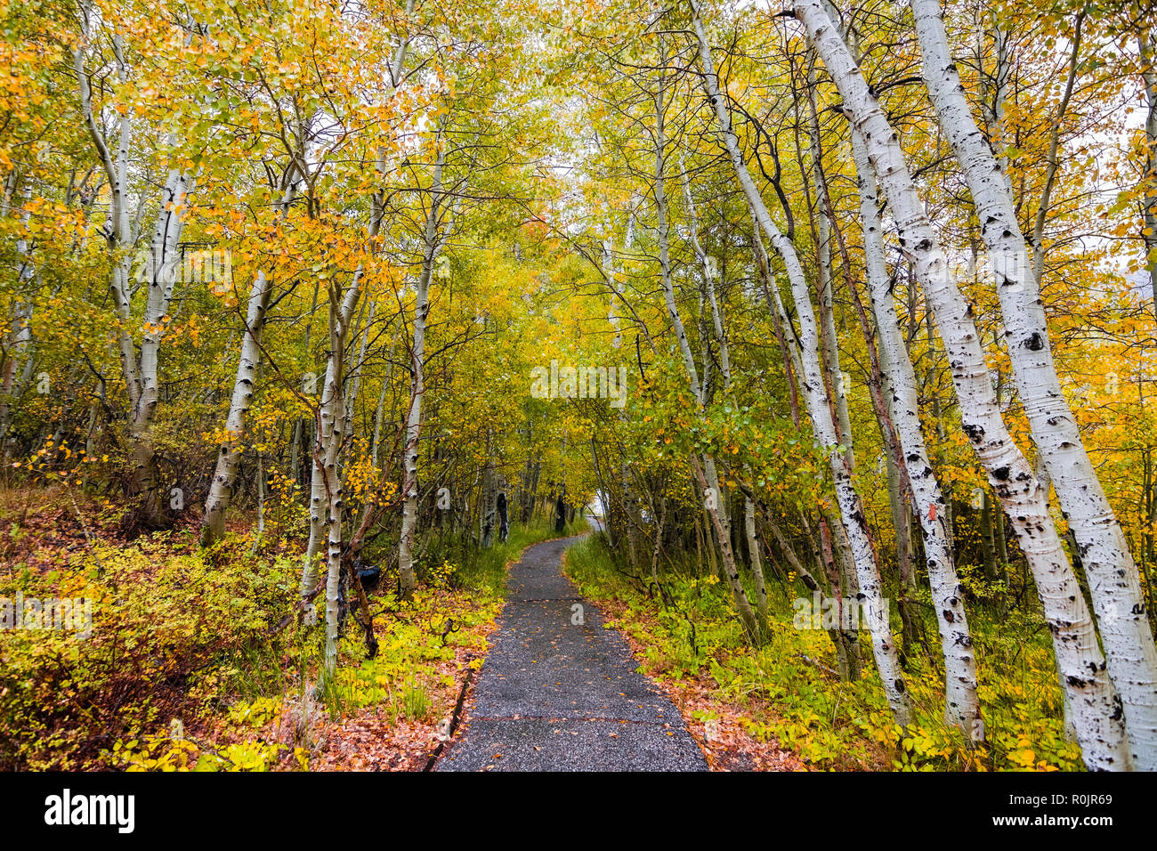 Sentier pédestre à travers un arbre d'aspen grove habillé de feuillage de l'automne sur un jour nuageux, la partie Est de la Sierra montagnes, Californie Banque D'Images