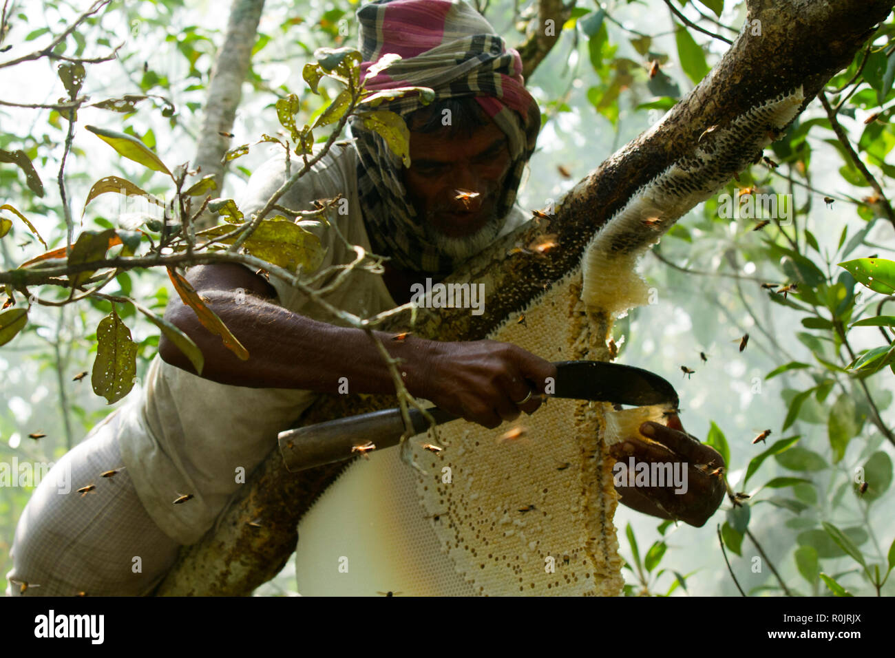 Collecteur de miel connu localement comme "Mawal" casse un rayon de miel pour obtenir le miel dans les Sundarbans, Site du patrimoine mondial de l'UNESCO et une réserve faunique. Sam Banque D'Images