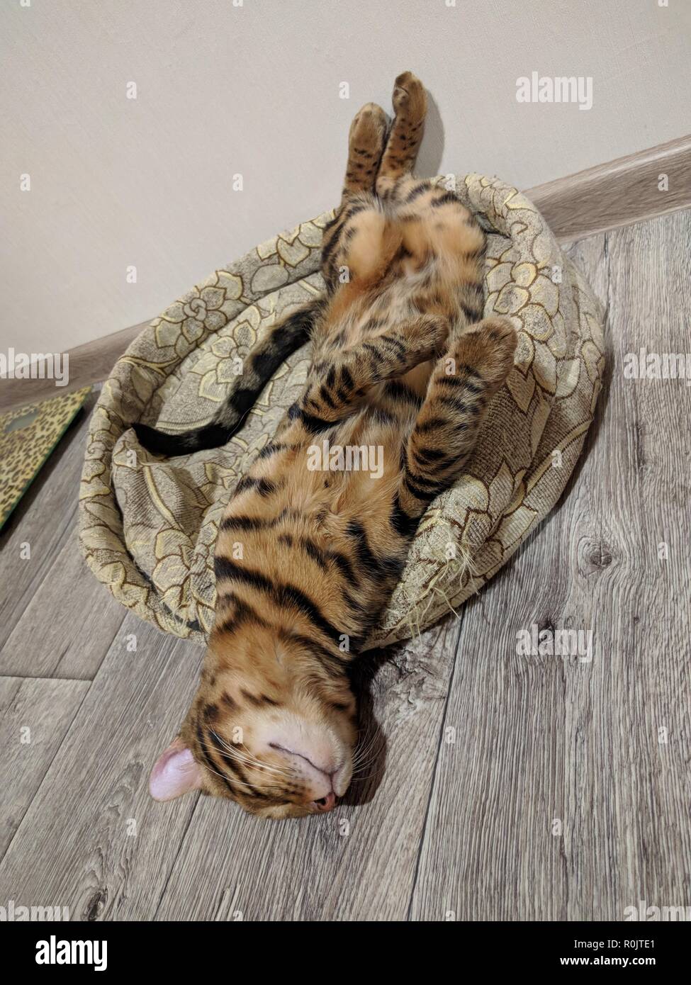Bengal Chat Drole Couche Dans Son Lit Nice Photo La Tete Est Tombee Du Lit Et Se Trouve Sur Le Sol Photo Stock Alamy