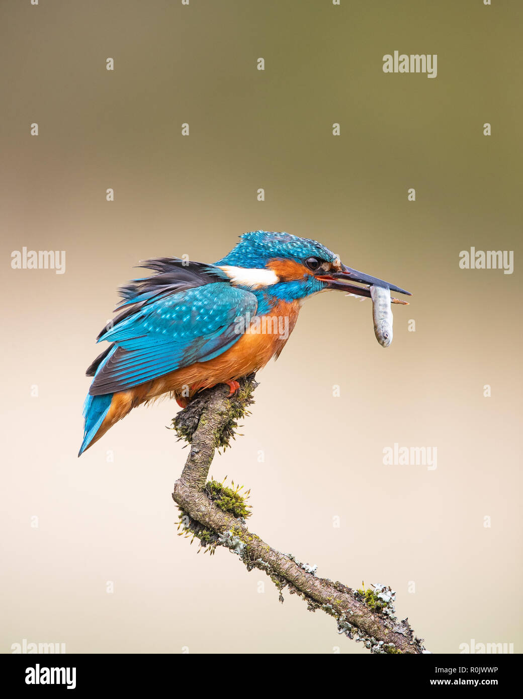 Kingfisher (Alcedo atthis eurasienne) avec un poisson de se percher sur une branche, l'Ecosse Banque D'Images