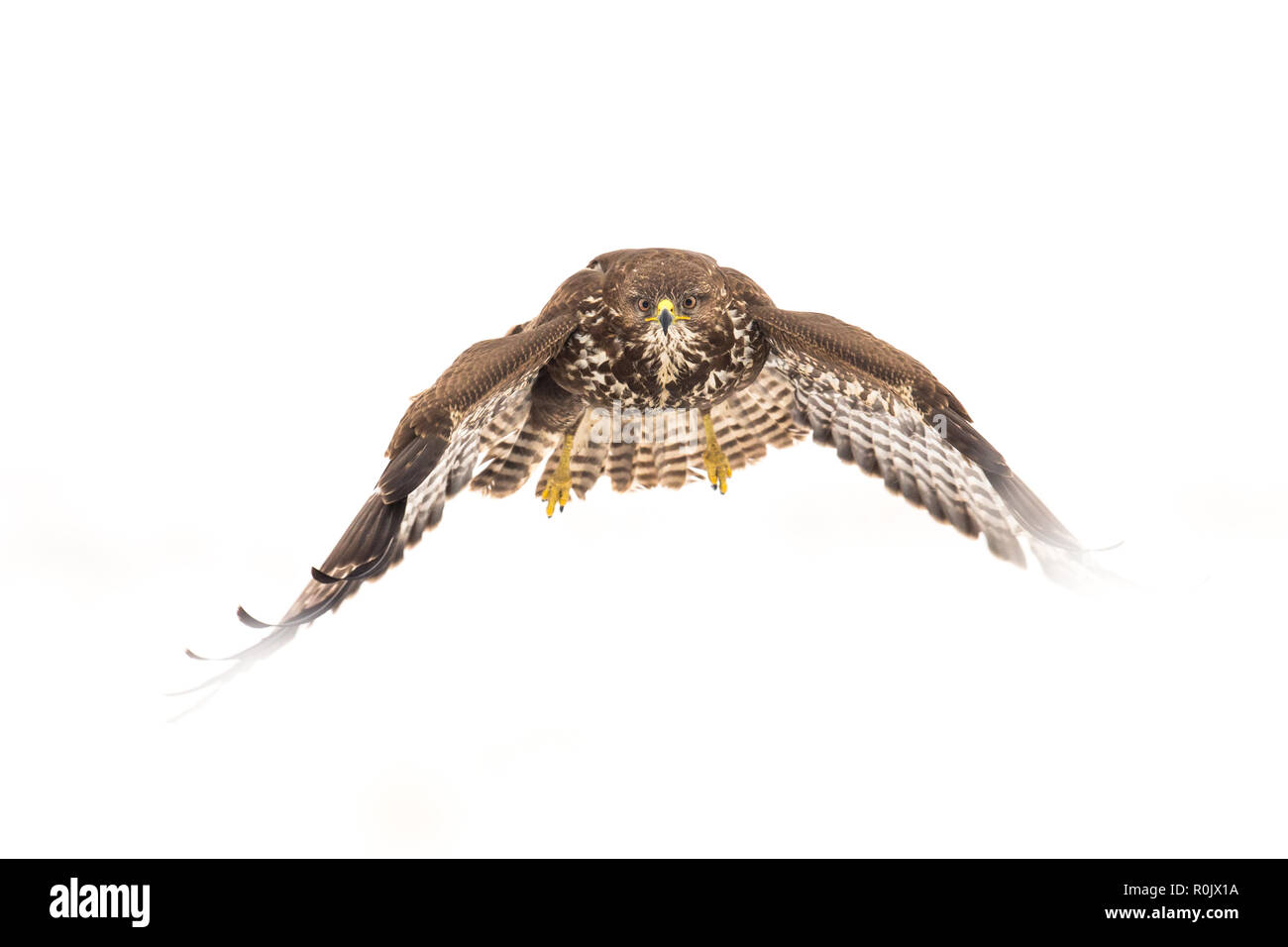 Buse variable (Buteo buteo) en vol dans la neige, Parc National de Koros-Maros, Hongrie Banque D'Images