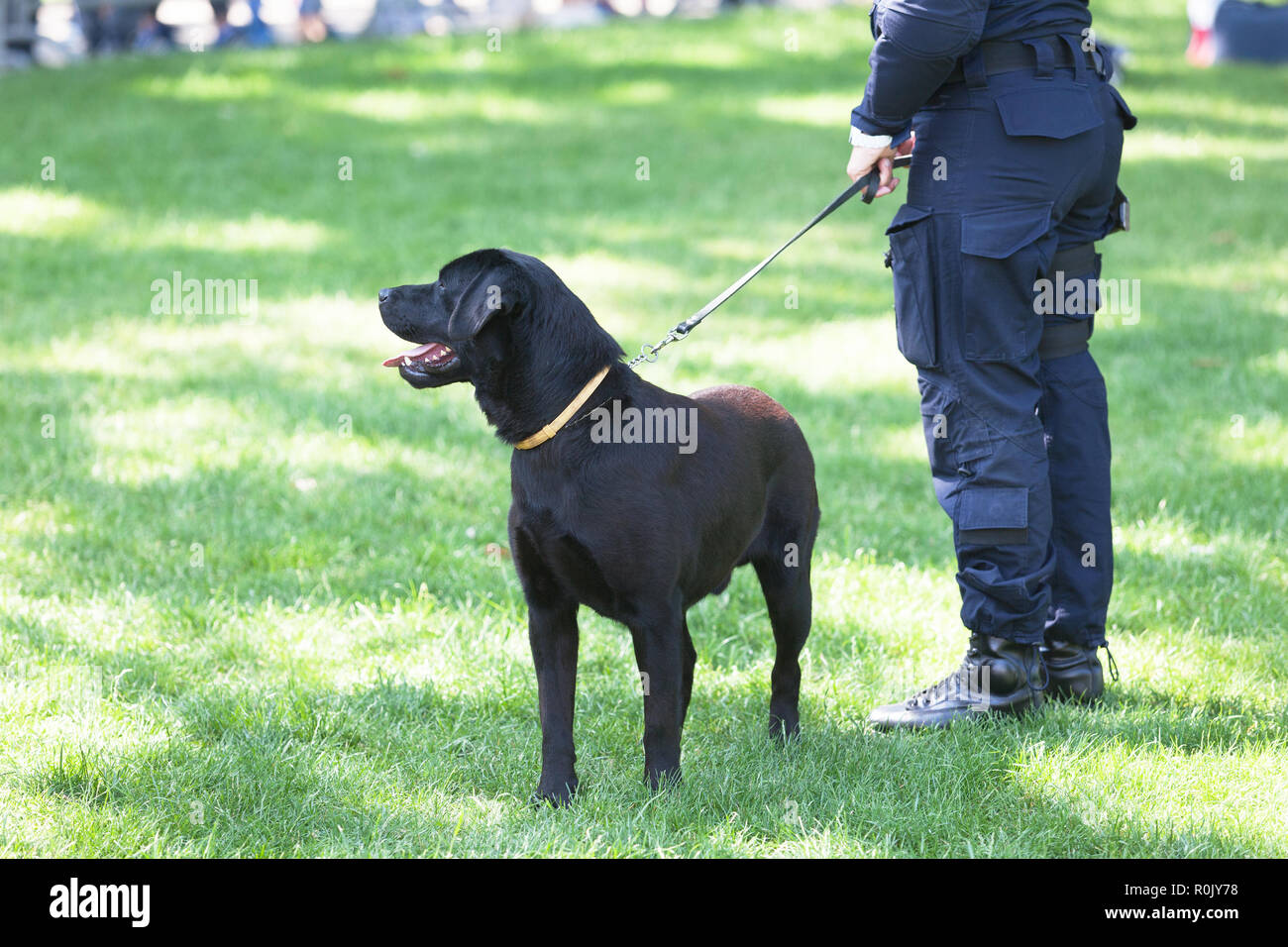 Agent de police avec chien labrador noir de service. Banque D'Images
