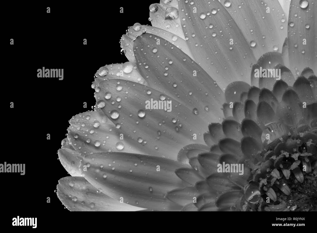 Trimestre Gerbera Banque D'Images