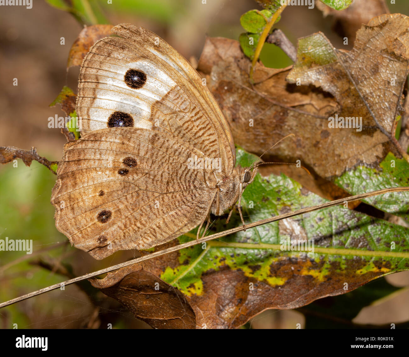 Bois commun papillon nymphe reposant dans un endroit ensoleillé dans les bois Banque D'Images