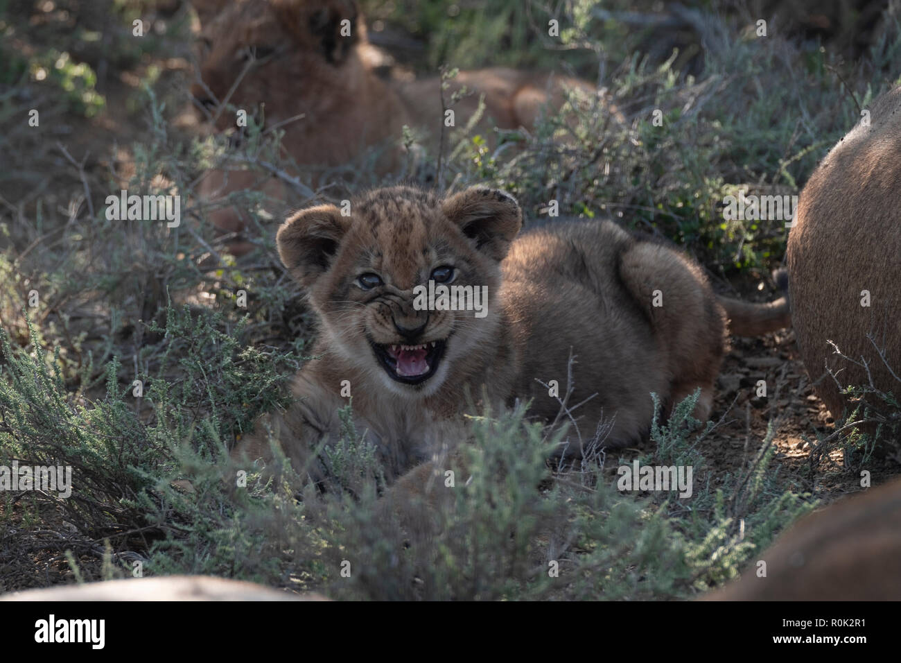 Lion cub avec attitude Banque D'Images