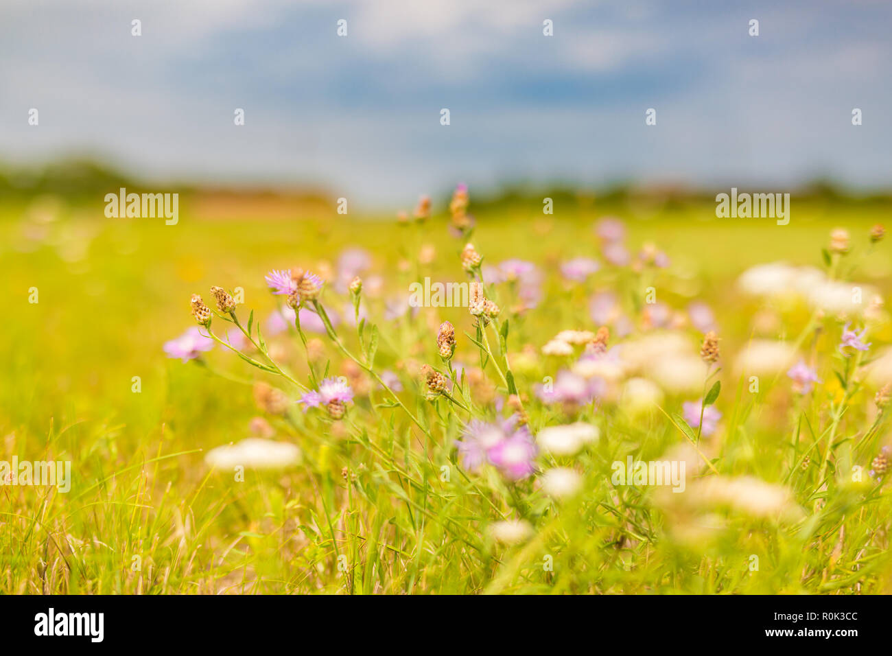 De belles fleurs de printemps prairie avec des fleurs sauvages. Paysage champ prairie colorée Banque D'Images