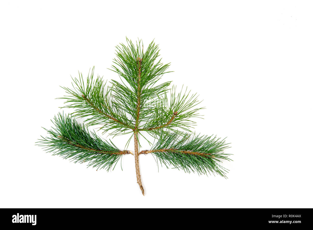 Les branches d'arbre de pin sur fond blanc. L'hiver, Noël, nouvel an concept. Mise à plat, vue du dessus, l'espace de copie.composition de Noël Banque D'Images