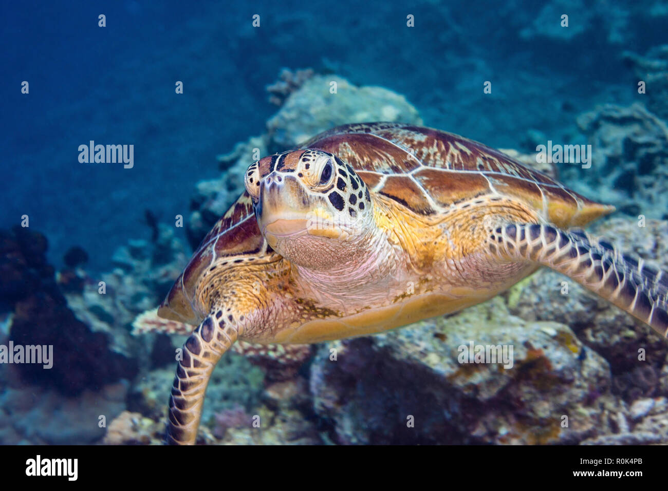 Portrait d'une tortue verte dans les eaux de Maratua, Indonésie. Banque D'Images