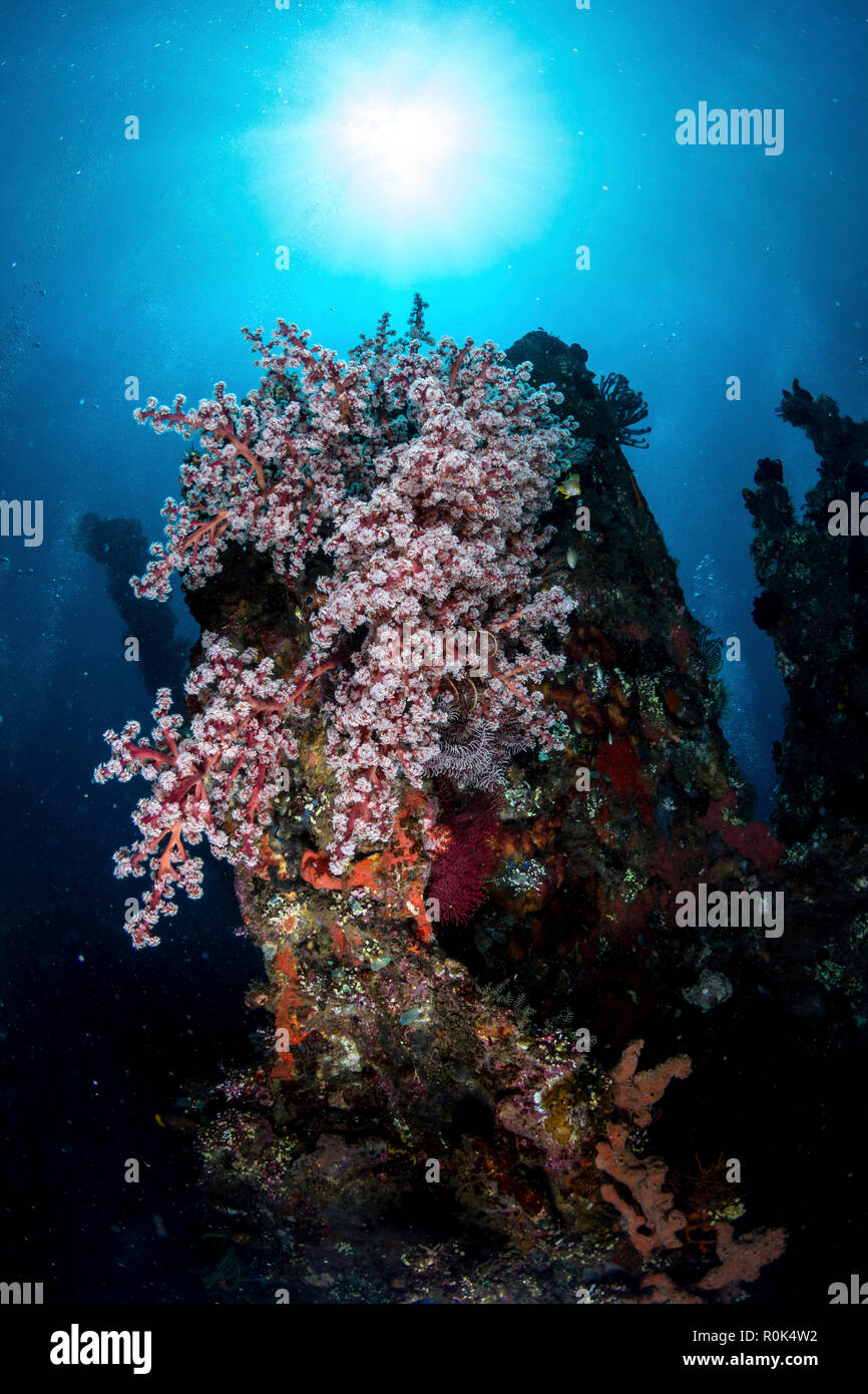 Colonie de corail mou sur l'épave de l'USS Liberty, Tulamben, Indonésie. Banque D'Images