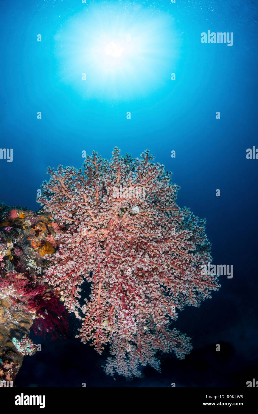 Colonie de corail mou sur l'épave de l'USS Liberty, Tulamben, Indonésie. Banque D'Images