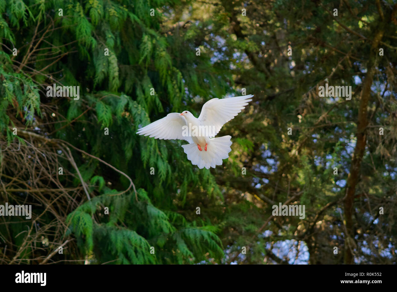 Colombe blanche pour atteindre l'arbre où il a son domicile Banque D'Images