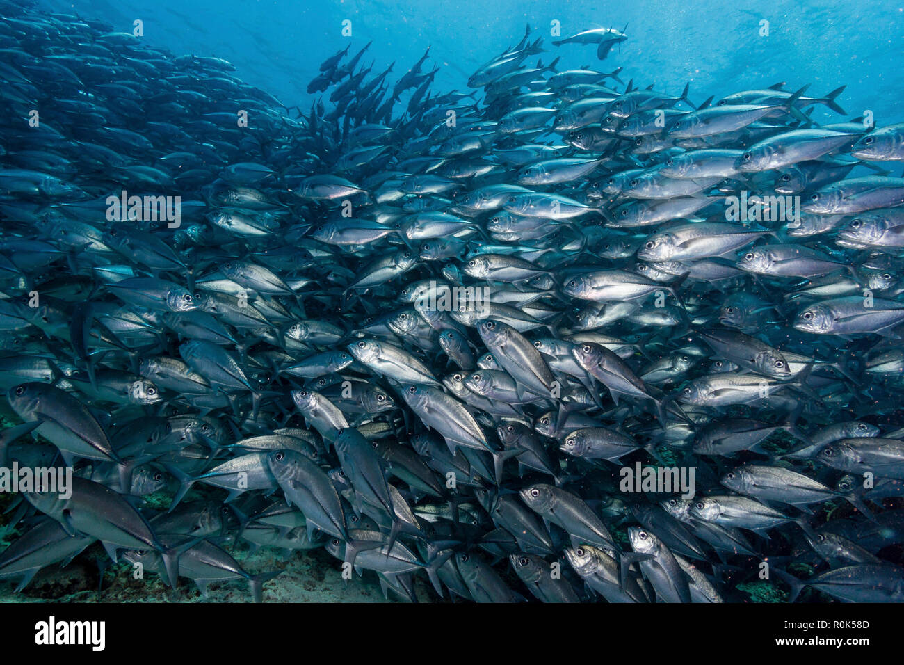 Jack la scolarité dans les eaux de Sipadan, Malaisie. Banque D'Images