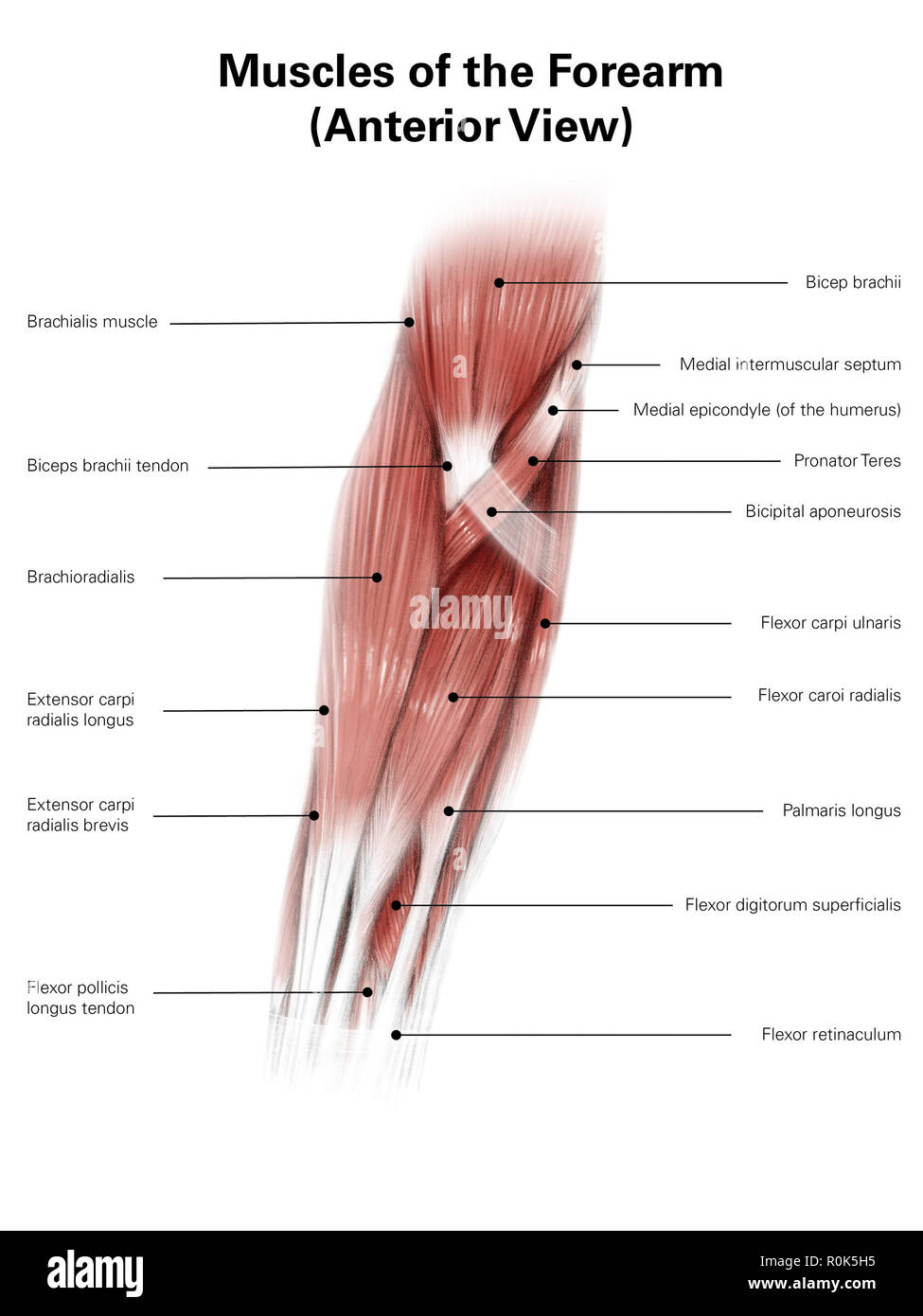 Diigital illustration de muscles de l'avant-bras, vue antérieure. Banque D'Images