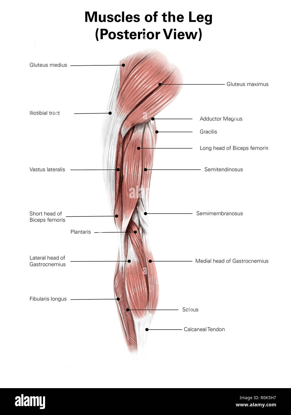 Illustration numérique de la partie postérieure de muscles de la jambe. Banque D'Images