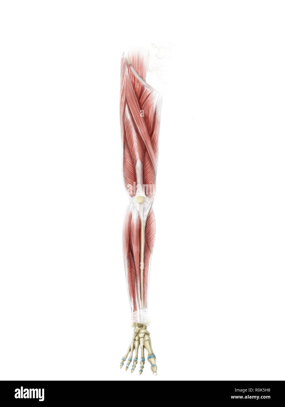Illustration numérique de la partie antérieure de la jambe les muscles (pas d'étiquettes). Banque D'Images
