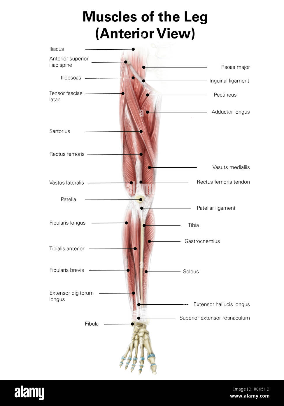 Illustration numérique de la face antérieure de muscles de la jambe. Banque D'Images