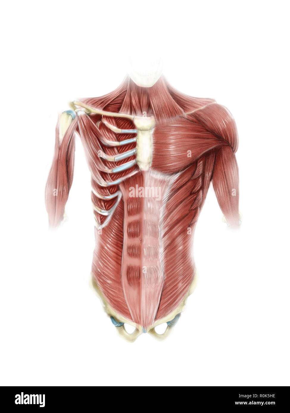 Illustration numérique des muscles du torse humain, vue antérieure (pas d'étiquettes). Banque D'Images