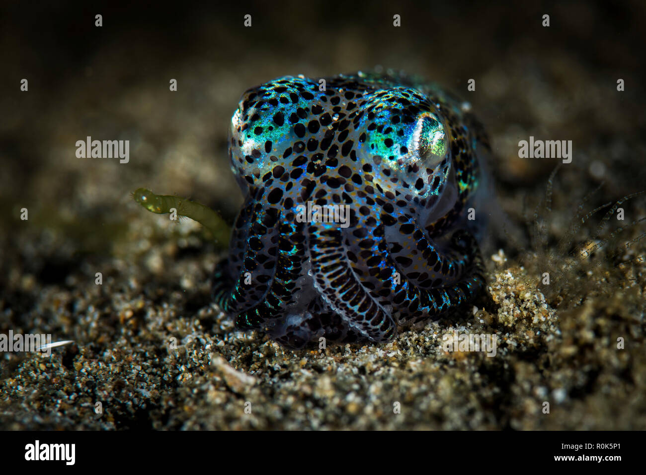 Bobtail squid, Anilao, Philippines. Banque D'Images