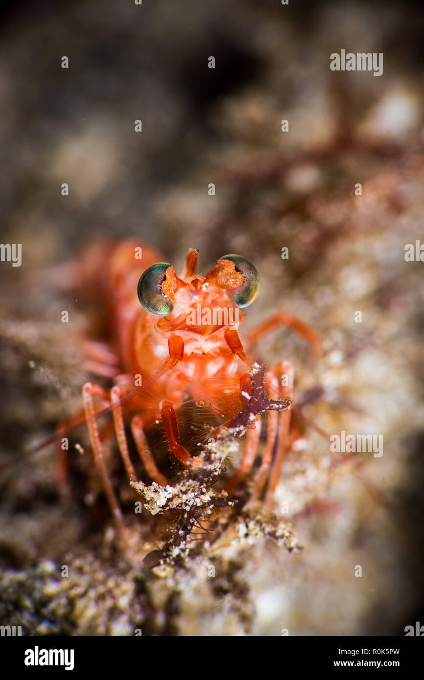 La crevette rouge avec de grands yeux exorbités, Anilao, Philippines. Banque D'Images