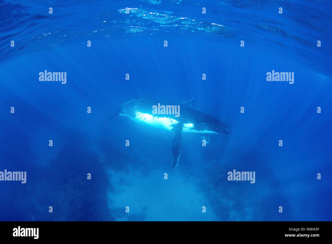 Une mère baleine à bosse et son baleineau survolez un récif peu profond. Banque D'Images