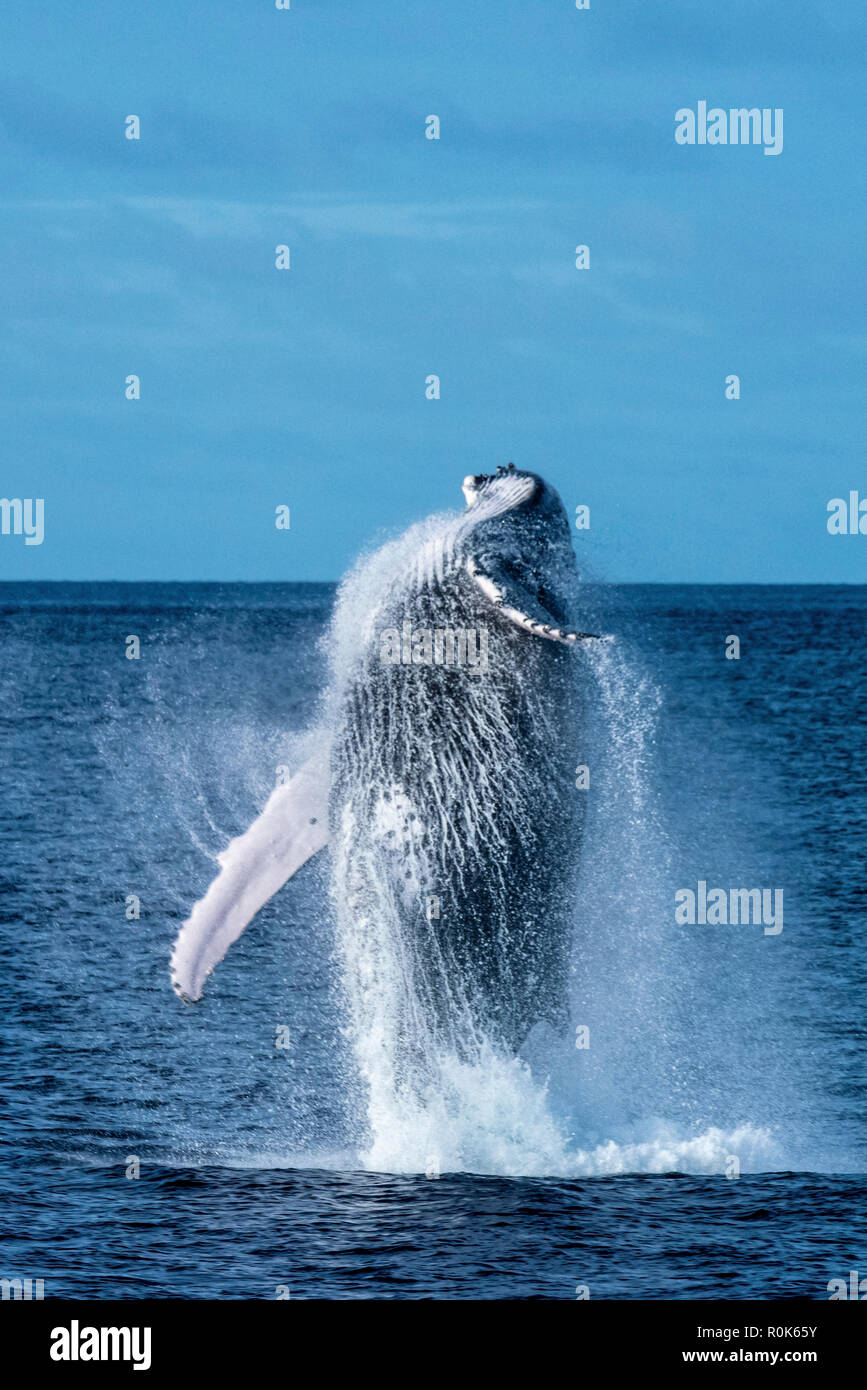 Une baleine à bosse enfreint complètement de l'eau. Banque D'Images