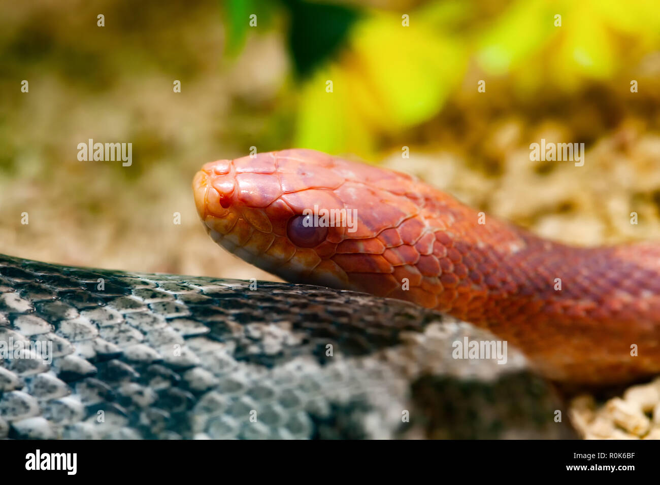 Le maïs rouge ou pantherophis guttatus Serpent Banque D'Images