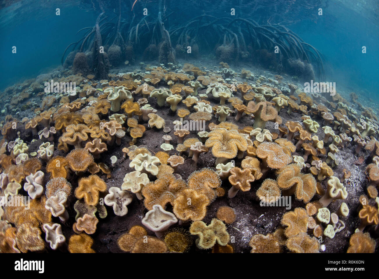 Le fond marin dans une forêt de mangrove est couvert par des coraux en cuir souple. Banque D'Images
