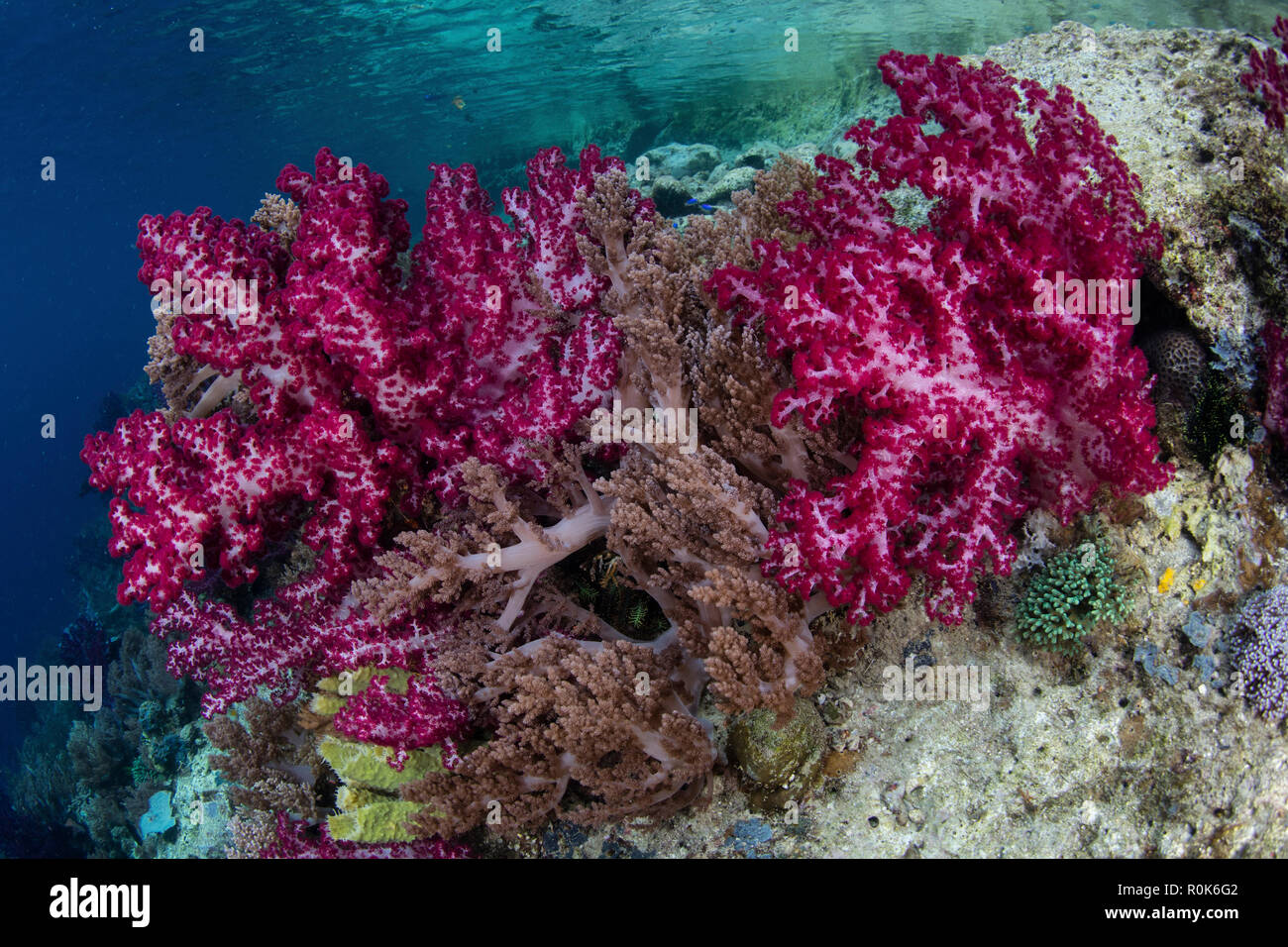 Beaux coraux doux poussent sur le bord d'un canal dans la région de Raja Ampat, en Indonésie. Banque D'Images