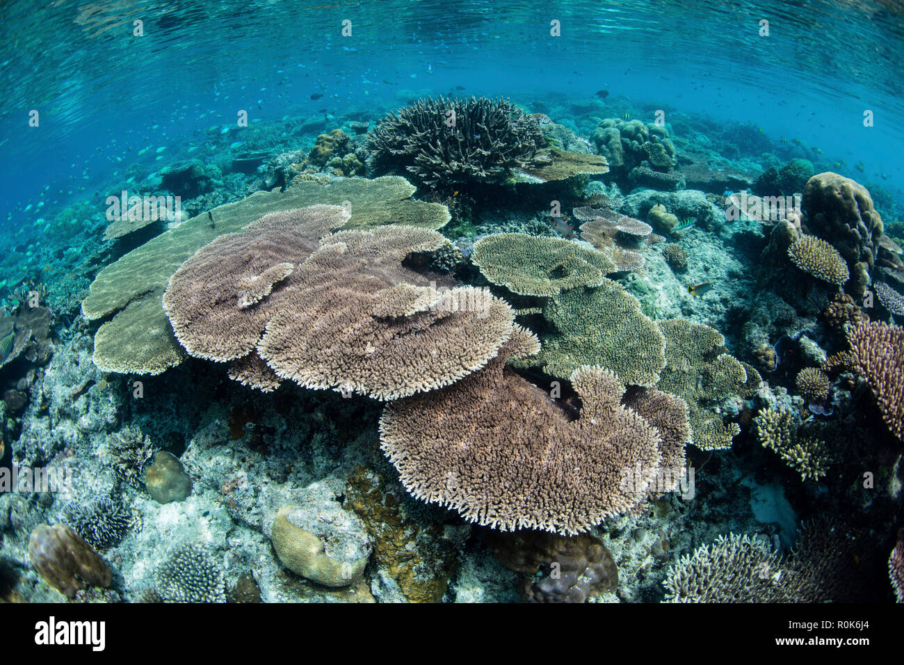 Un beau récif corallien sain et pousse dans des Raja Ampat, en Indonésie. Banque D'Images